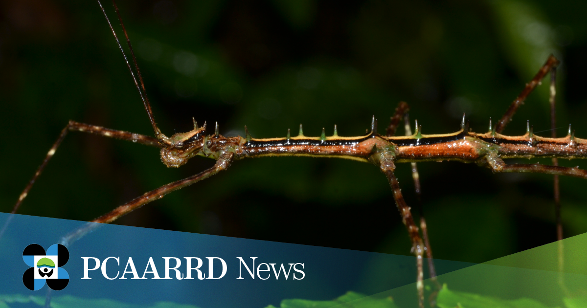 Exploration of CALABARZON caves yields discoveries of new species